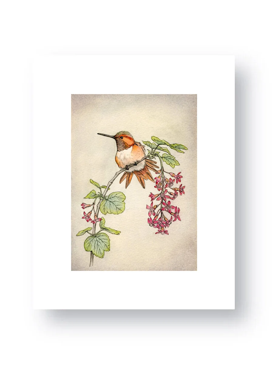 allenshummingbird-printweb.jpg