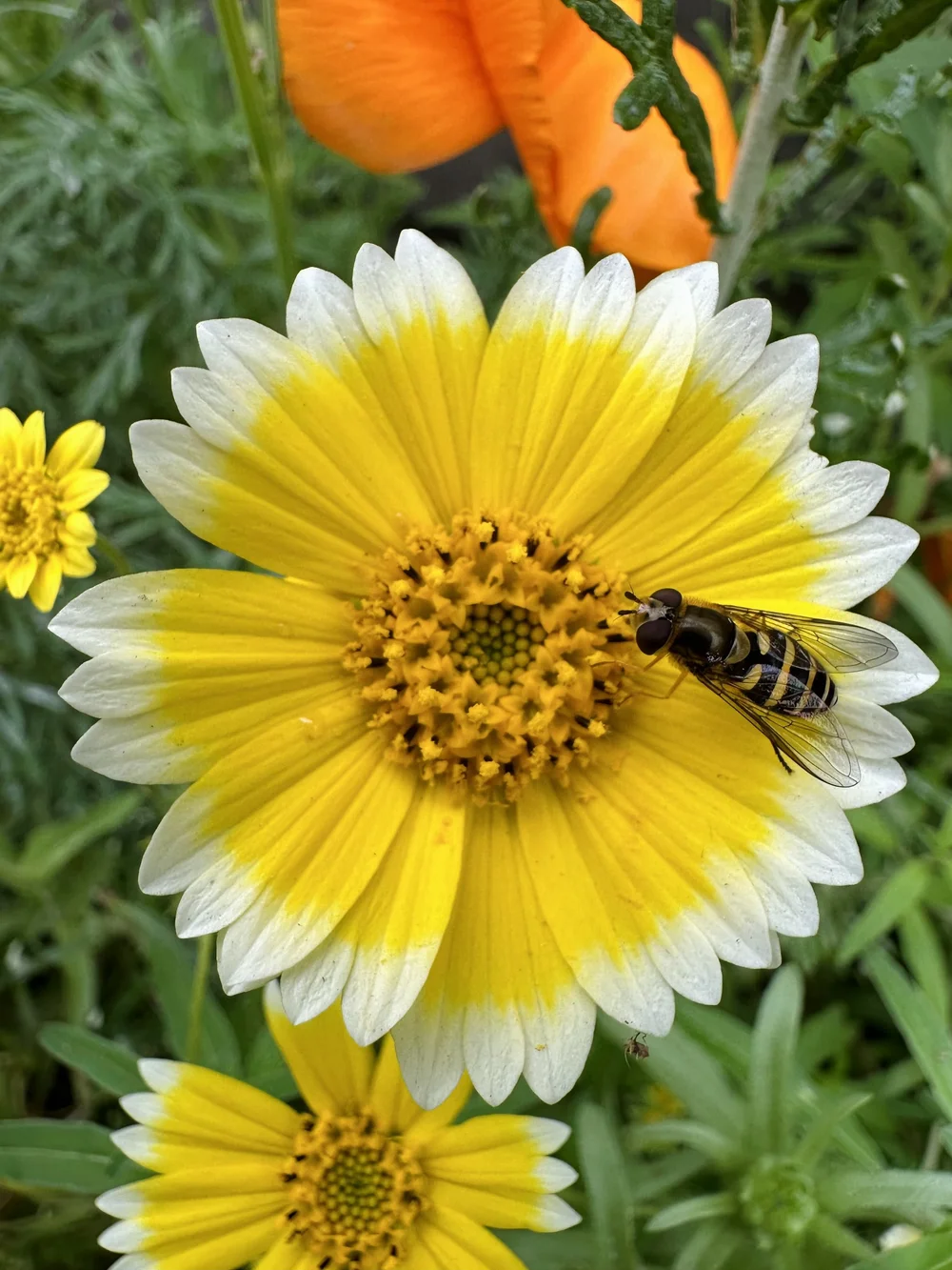 Locals Only ~ Hyper-Local Los Angeles Wildflower Seed Mix  MARGARET  GALLAGHER