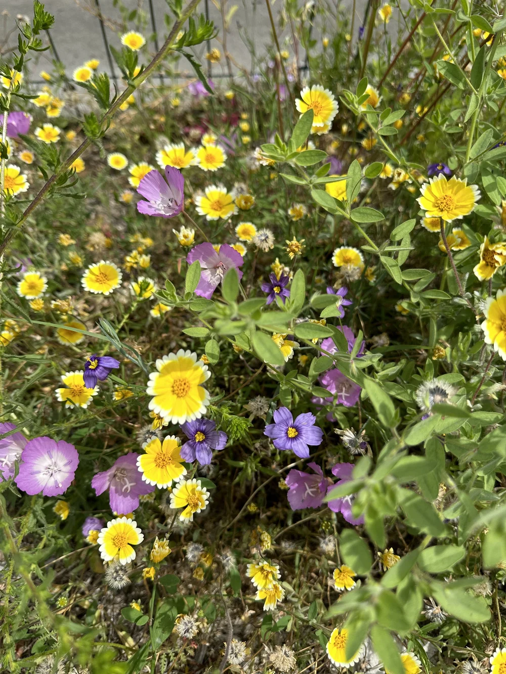Locals Only ~ Hyper-Local Los Angeles Wildflower Seed Mix  MARGARET  GALLAGHER