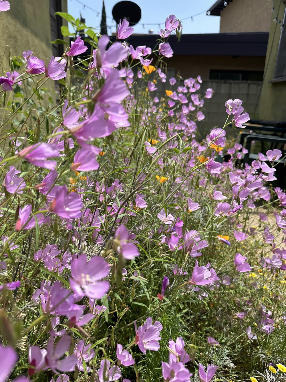 Locals Only ~ Hyper-Local Los Angeles Wildflower Seed Mix  MARGARET  GALLAGHER