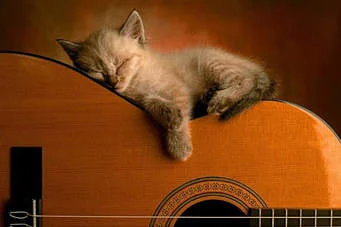 sleeping cat guitar.jpeg