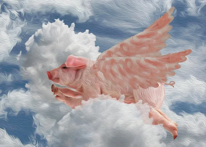 pigs-can-fly-jack-zulli.jpg