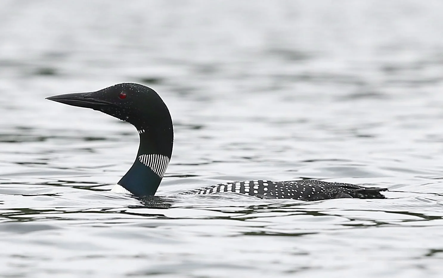 loon.jpg