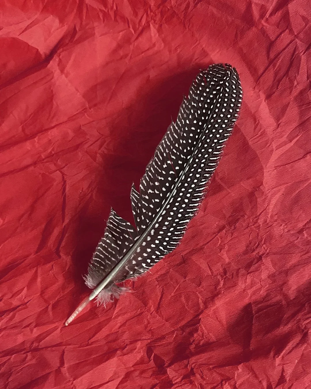 CLEAN_feather_ig.jpg