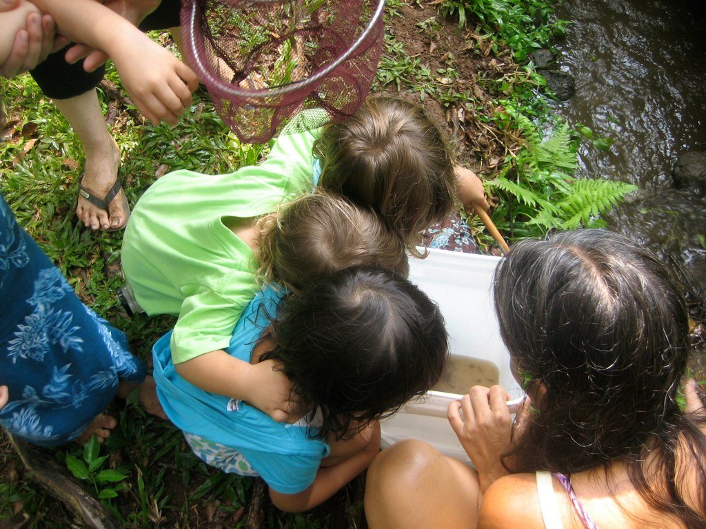 Hunting for invasive species in Nuuanu Stream