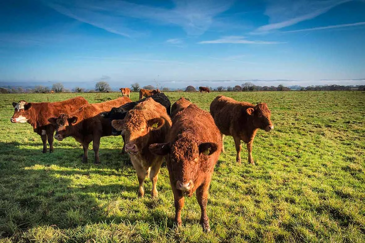 Local cows a short stroll away from Long Hill Carriage