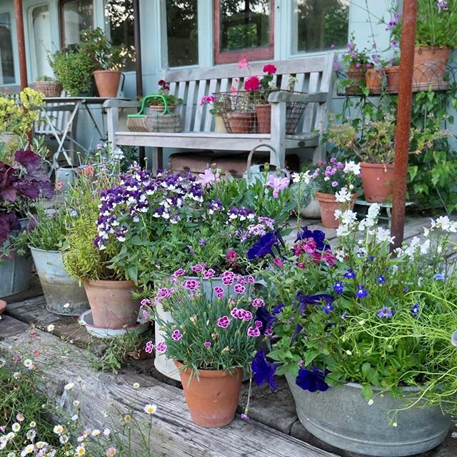 Pots on the platform. #railwaycarriage #pots #cottagegarden #mygardennow