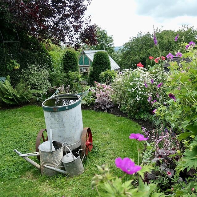 Water bowsers full, watering cans at the ready. #mygardennow #cottagegarden #geraniumpsilostemon