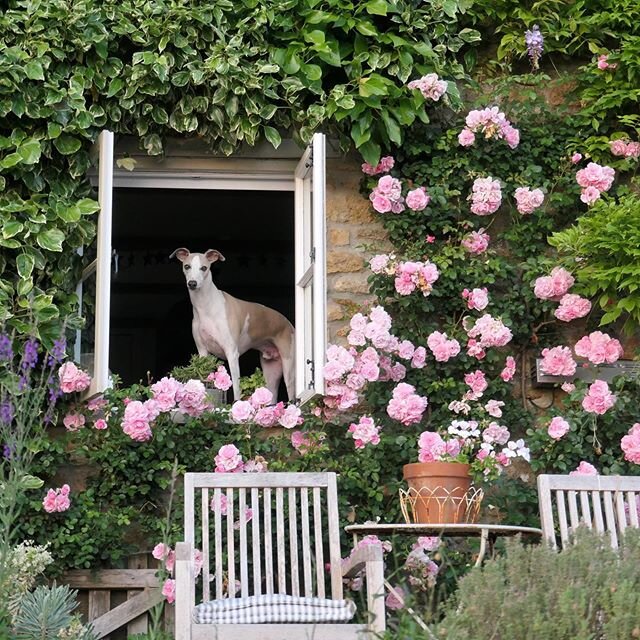 You know when you have that feeling you are being watched! #whippetsofinstagram #whippet #whippetinthewindow #pinkroses #rosanatalienypels #cottagegarden #mygardennow #summergarden #countryliving
