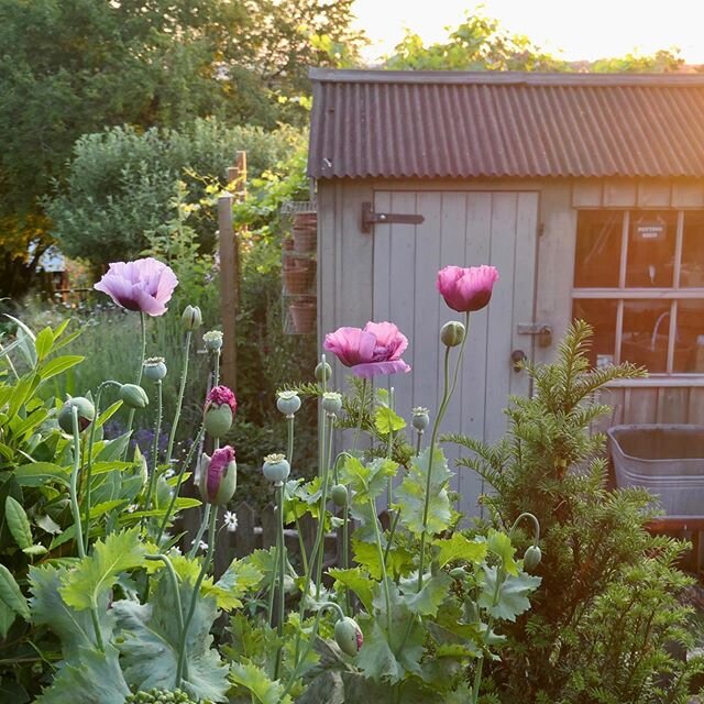 The fleeting beauty of annual opium poppies. #pottingshed #mygardennow #cottagegarden