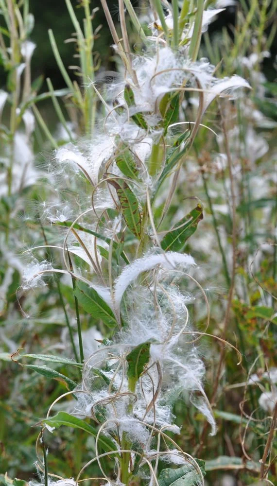 Rosebay Seed.jpg