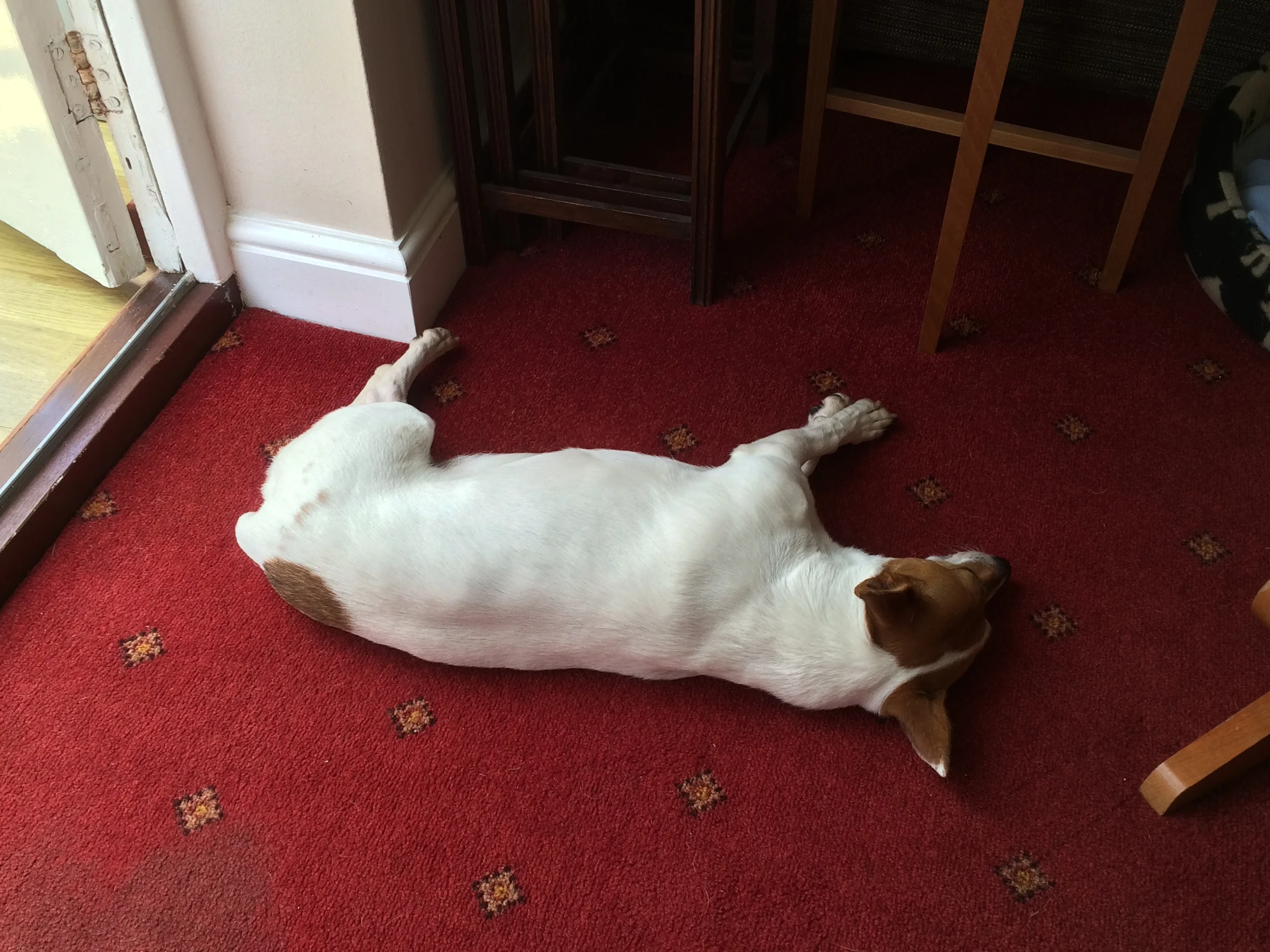 Liz's trusted business partner, Millie. Here she is clearly strategising. I now wish Jess would let me have more naps.