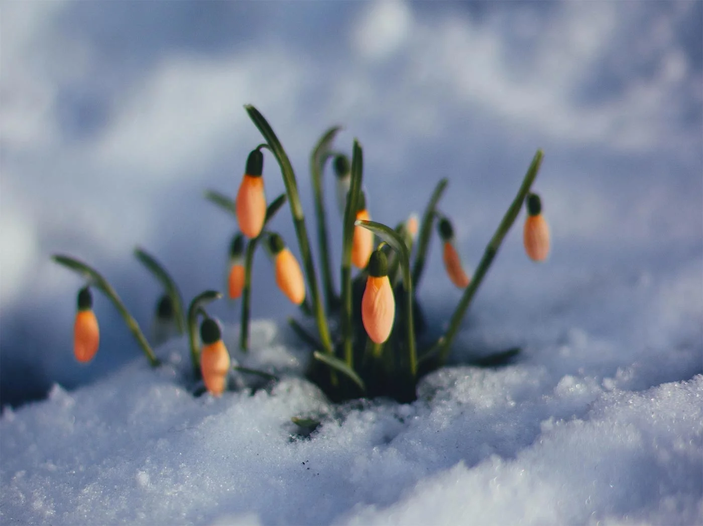 blomma-ur-snö_compressed.jpg