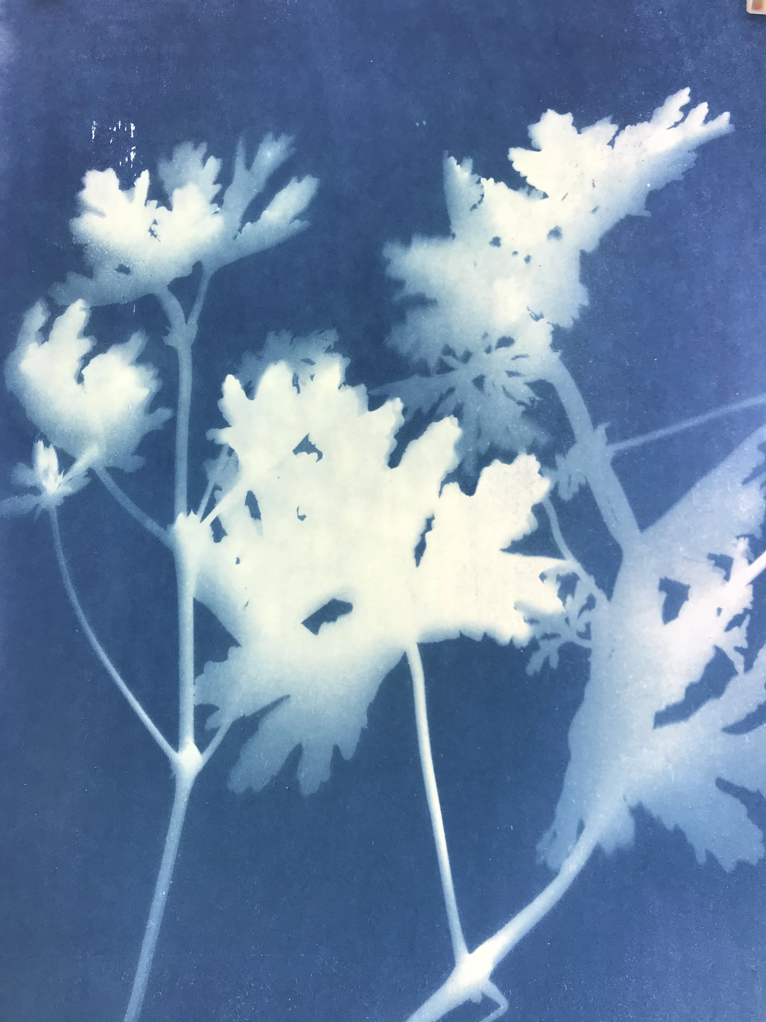 Geraniums, Hania, Crete