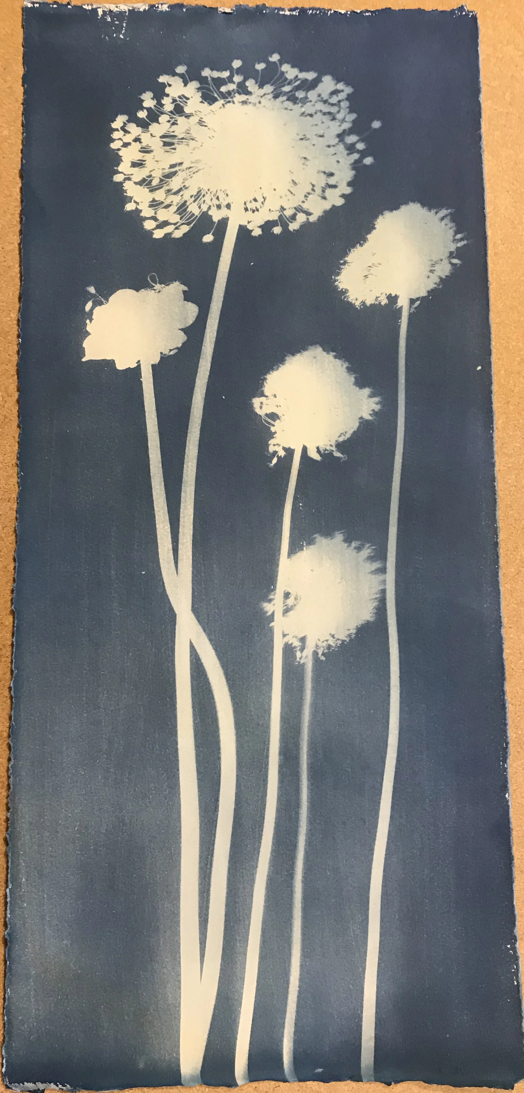 Alliums on Paper