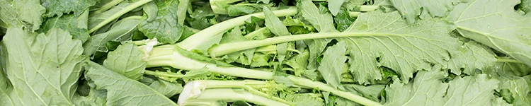 european-salad-company-march-banner.jpg