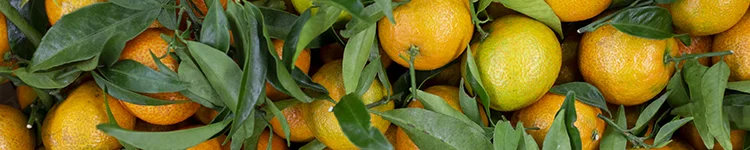 esc-clems-banner.jpg