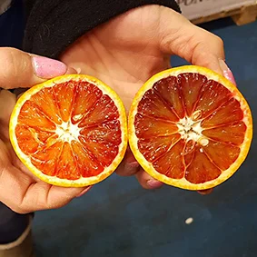 blood-oranges-european-salad-company.jpg