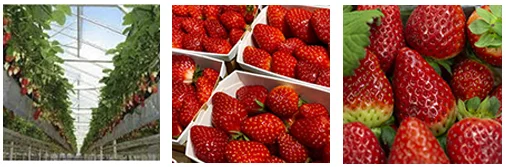 esc-strawberry-image-8.3.19.jpg
