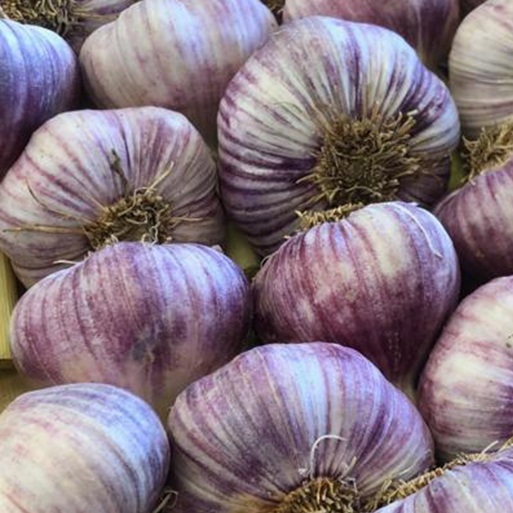 esc-pink-garlic-15.7.19.jpg