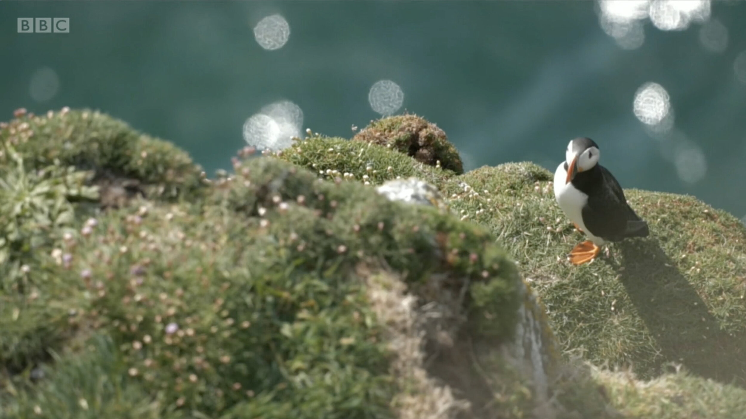 Springwatch 2021 - BBC1.mp4