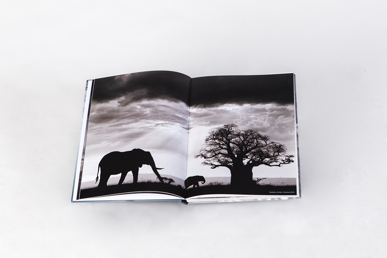 Baobab y Tembo en el libro El Silencio Habitado