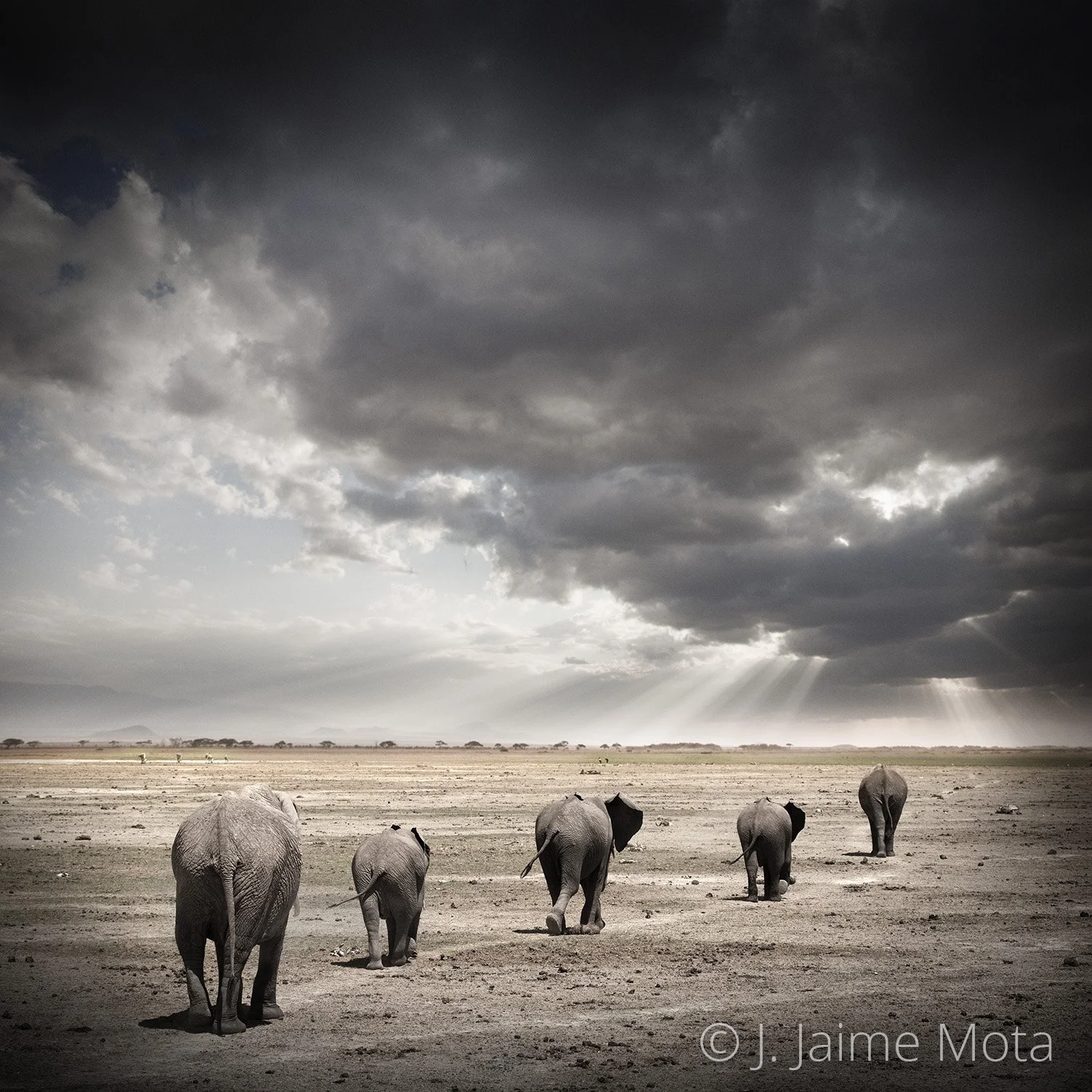 portada NATURA AFRICANA.jpg