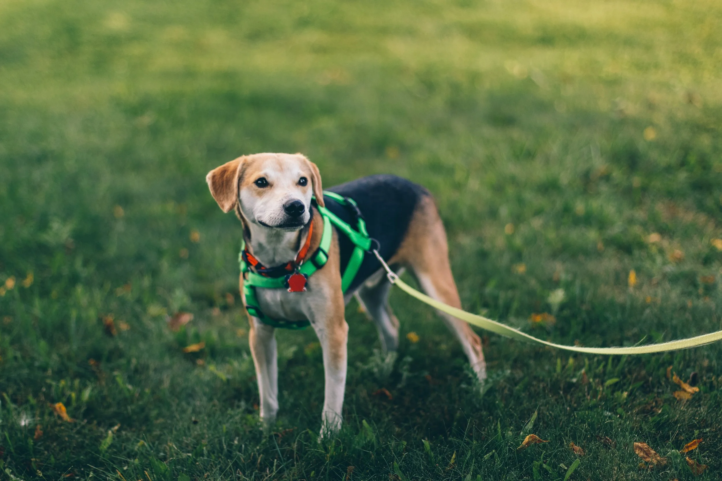 jackson-jost-148762-unsplash.jpg