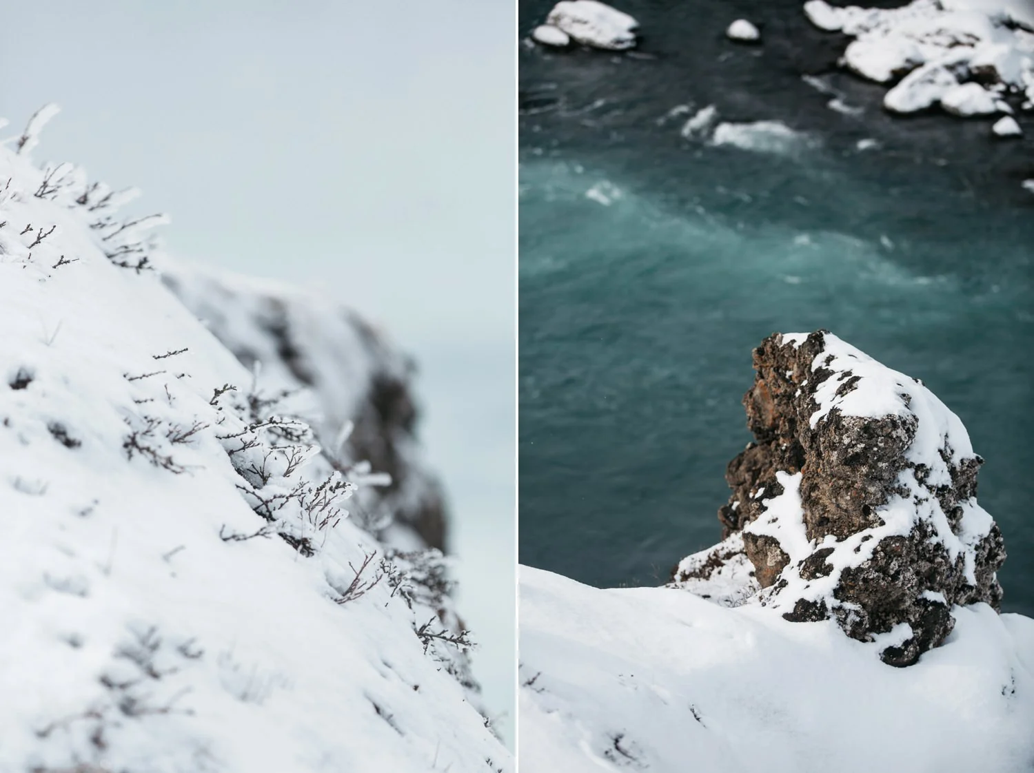 rock and plant covered in snow