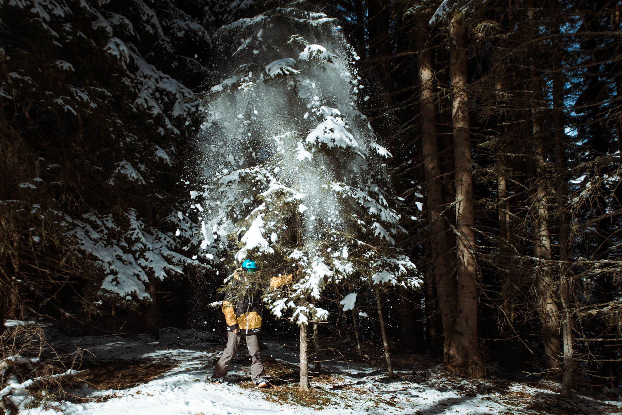 man shaking tree with snow