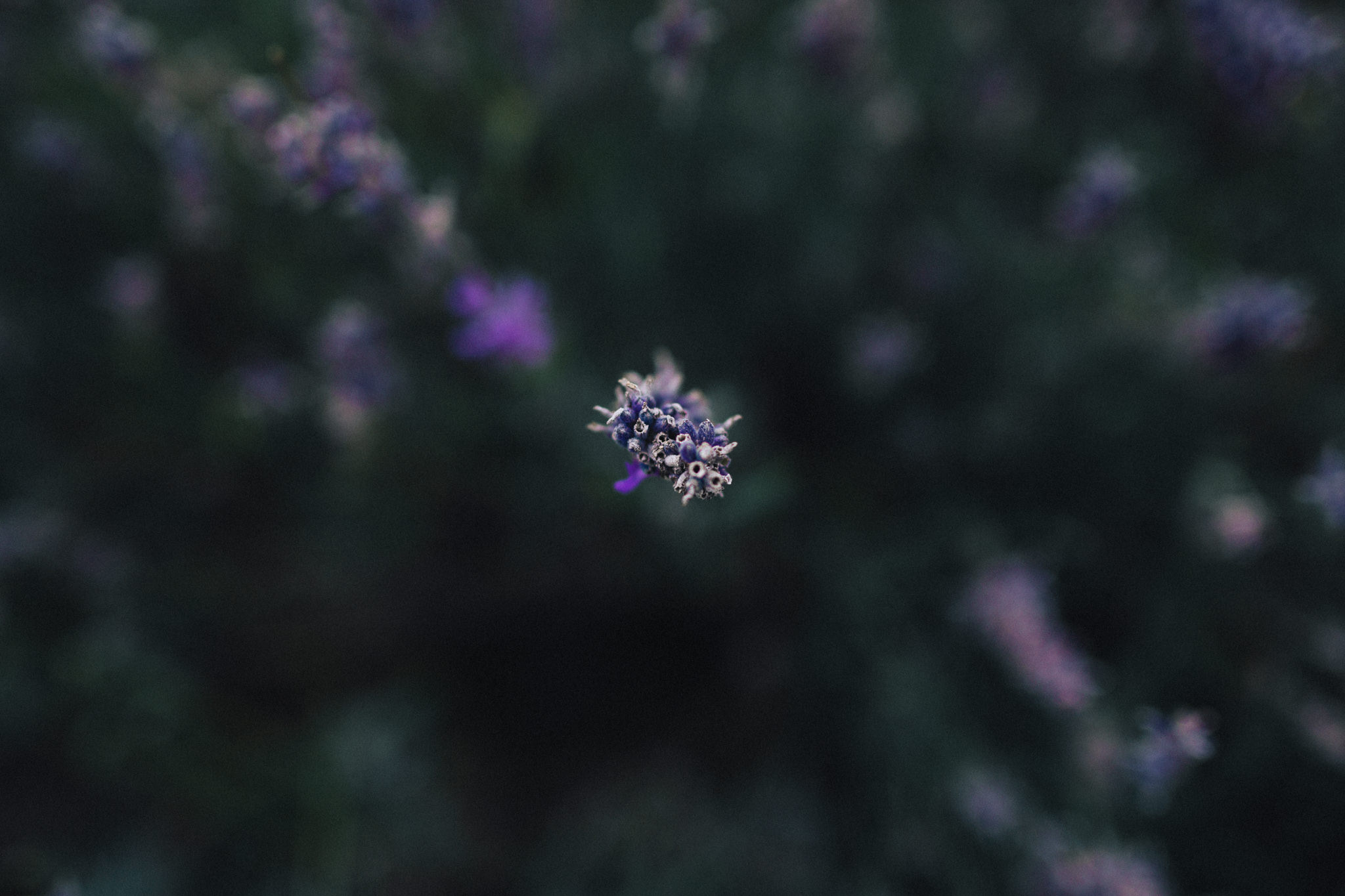 mayfield-lavender-aaronsami_14.jpg