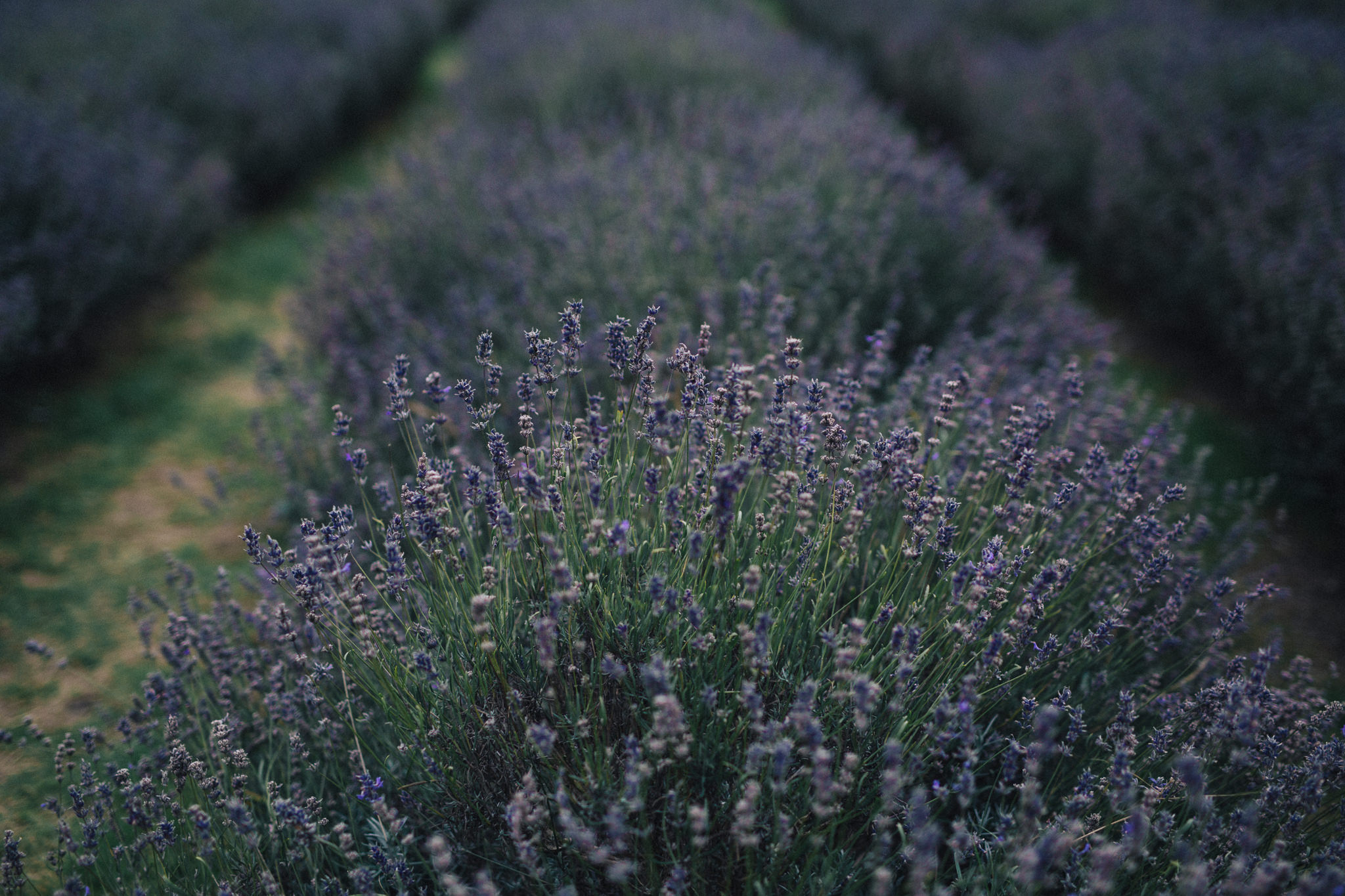 mayfield-lavender-aaronsami_13.jpg