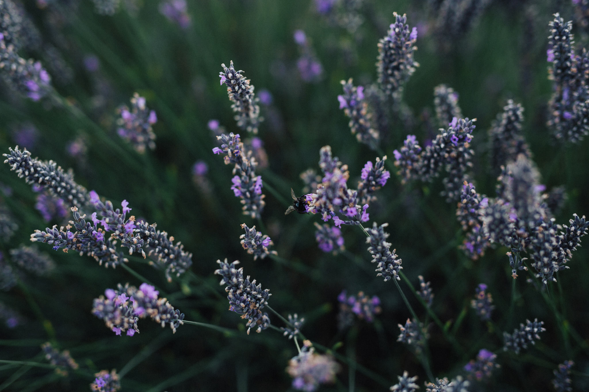 mayfield-lavender-aaronsami_18.jpg
