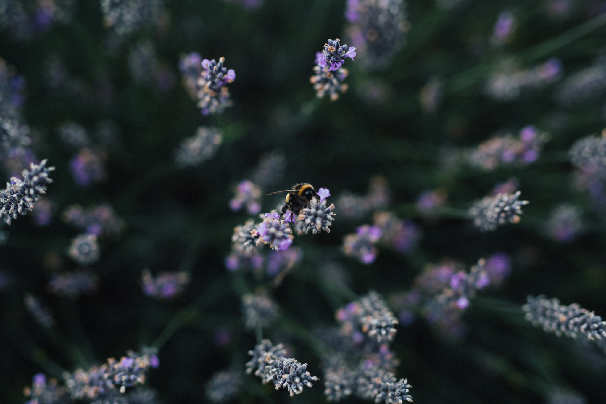 mayfield-lavender-aaronsami_19.jpg