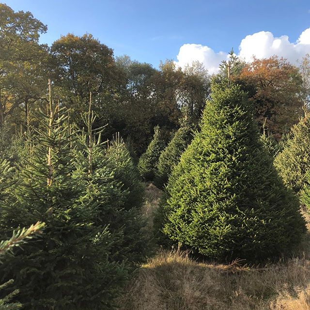 Feeling very grateful for a beautiful day at our Christmas Tree nursery @magicofforesters I&rsquo;ve spent the day with a friend preparing for the fast approaching season. Very fortunate to be able to combine my Wing Tsun practise in our Forest Kwoon