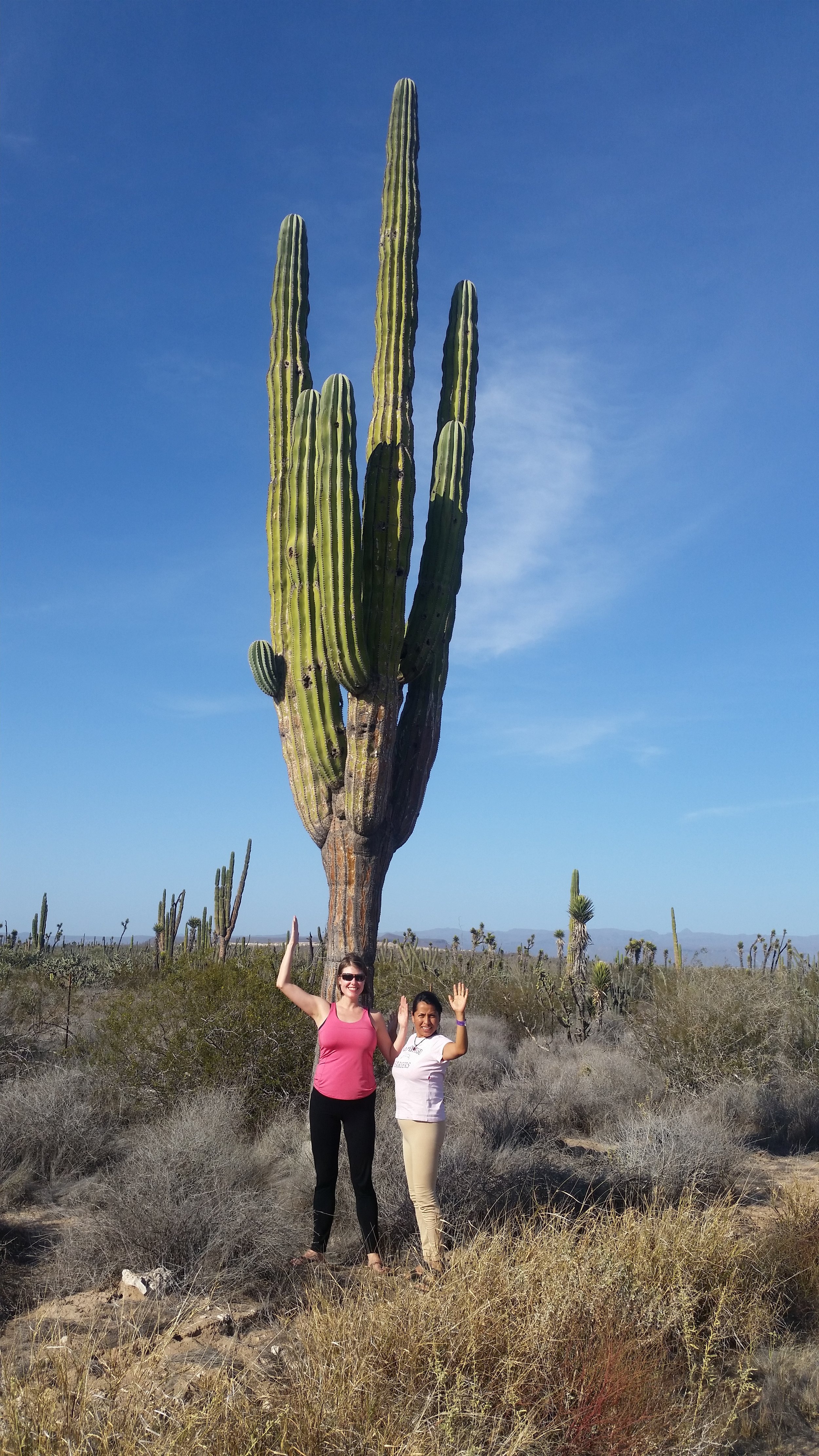Cactus like "whoa"