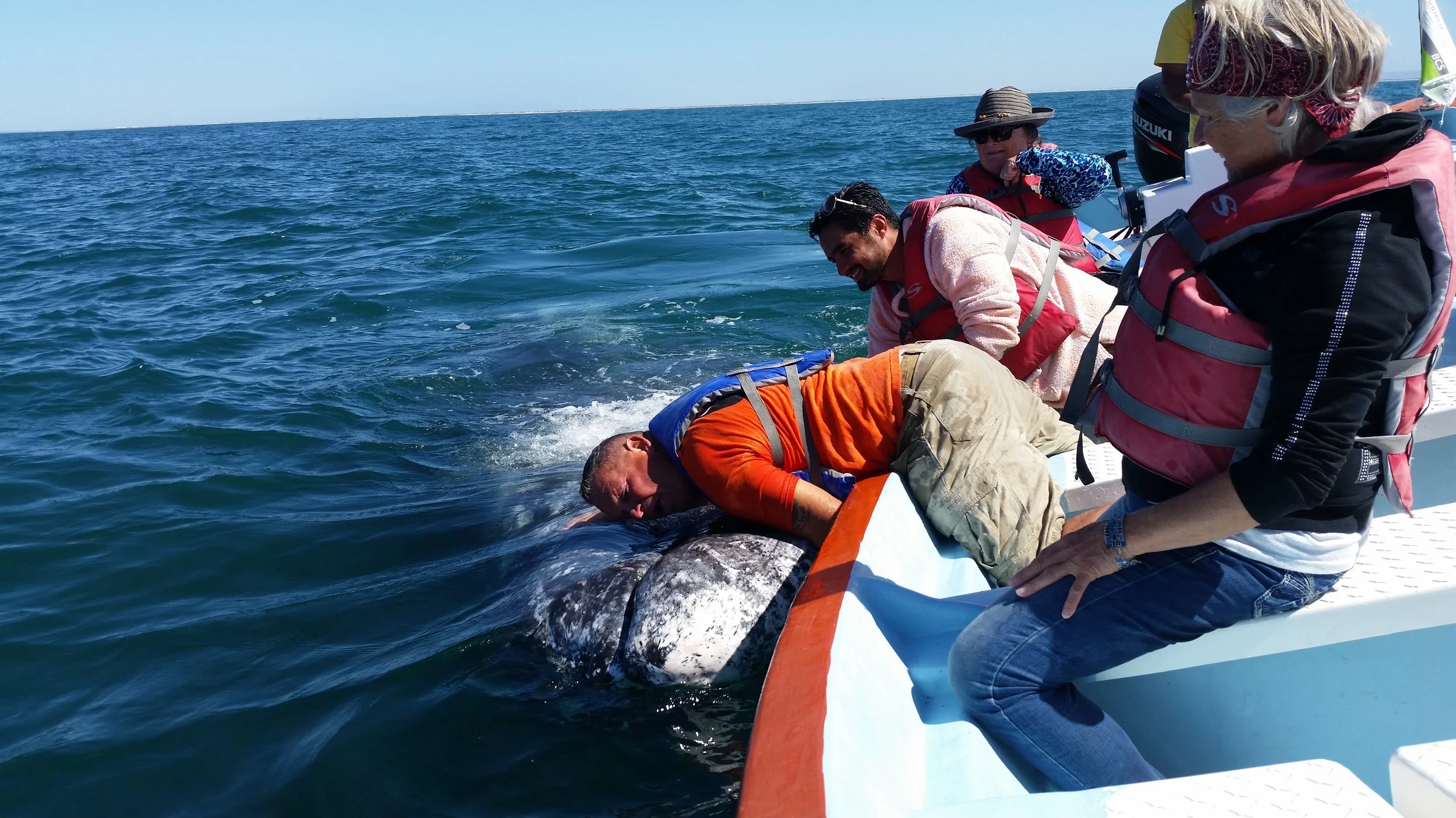 Whale watching in Baja California