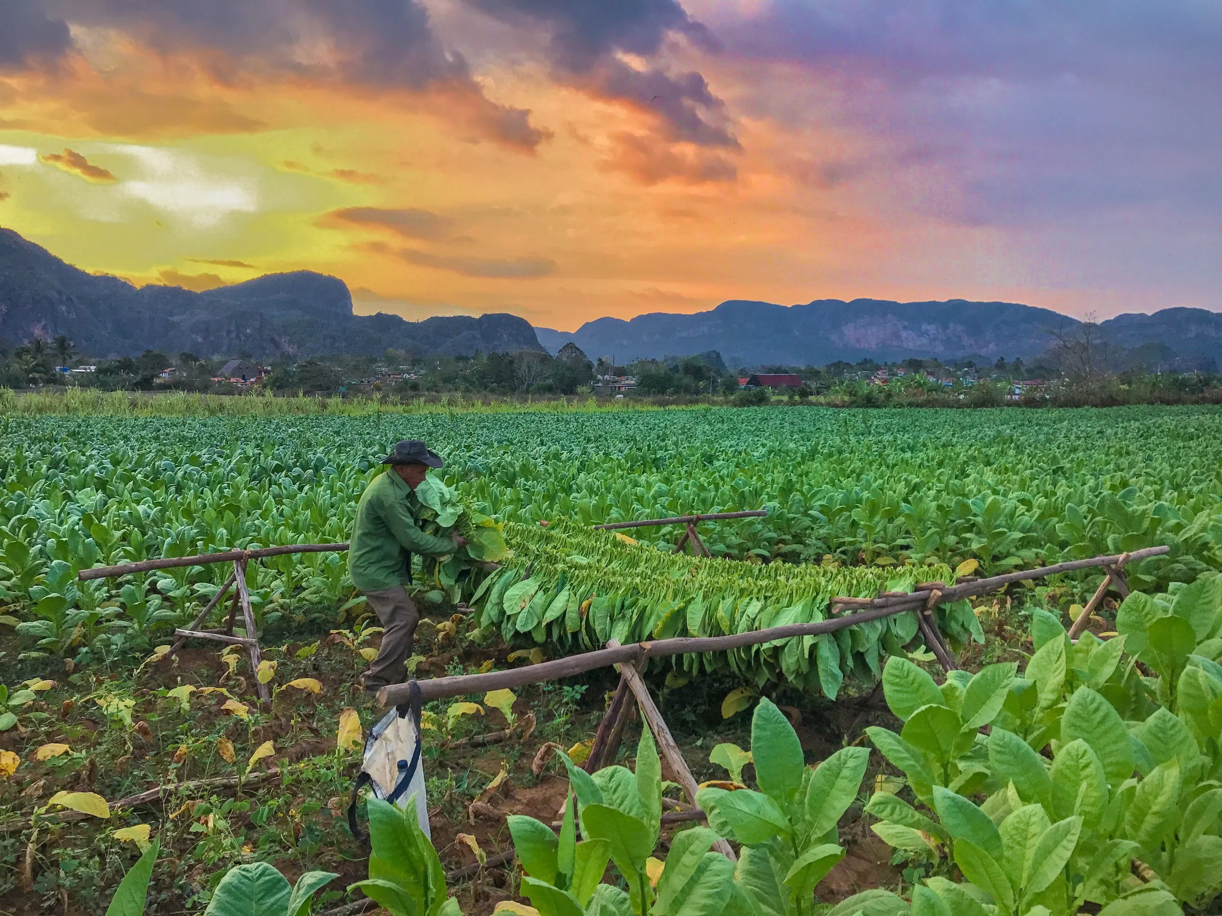 A farmer gathers tobacco leaves during the winter harvest