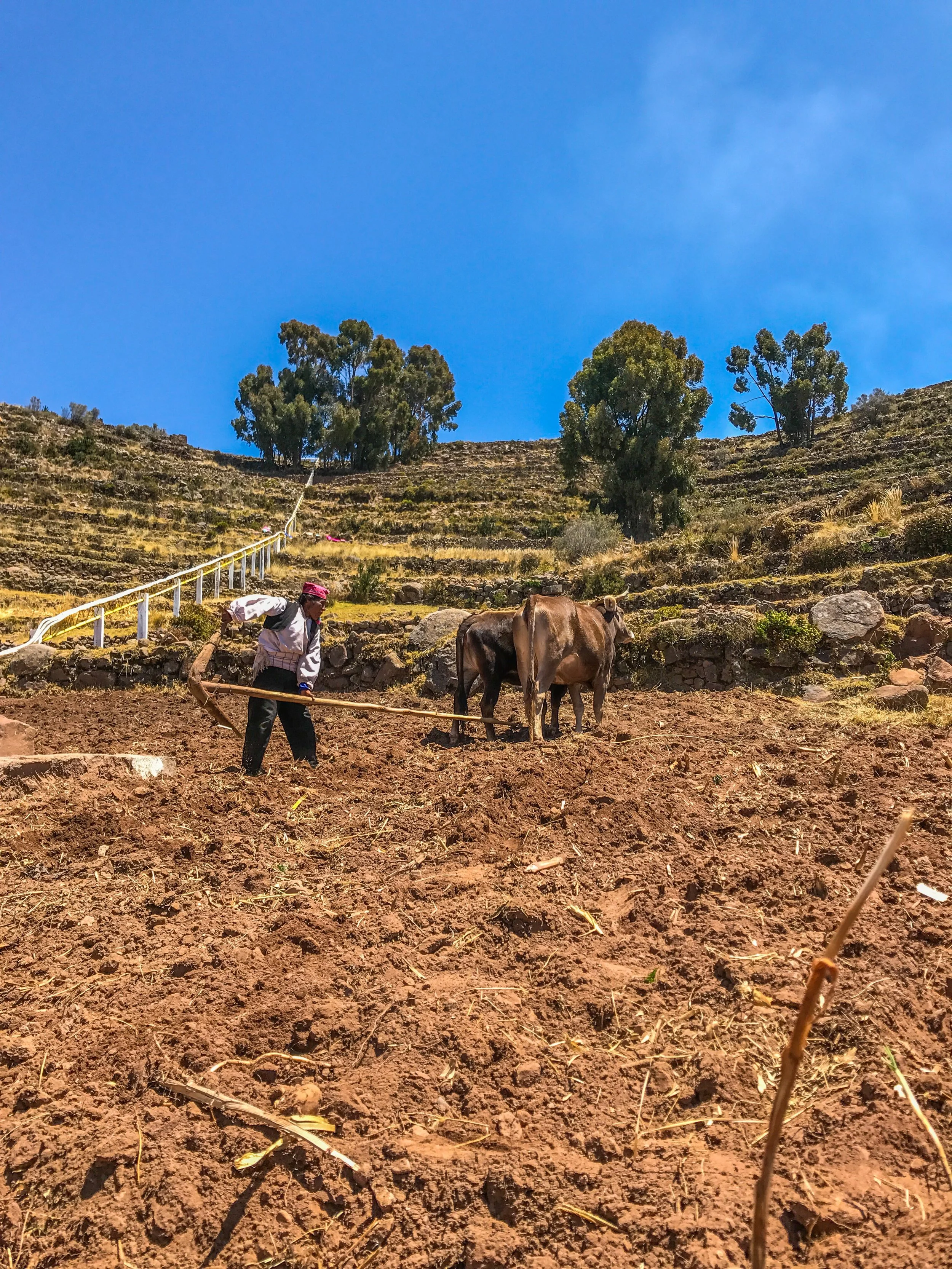 Taquile men leave their knit caps on even while working the fields