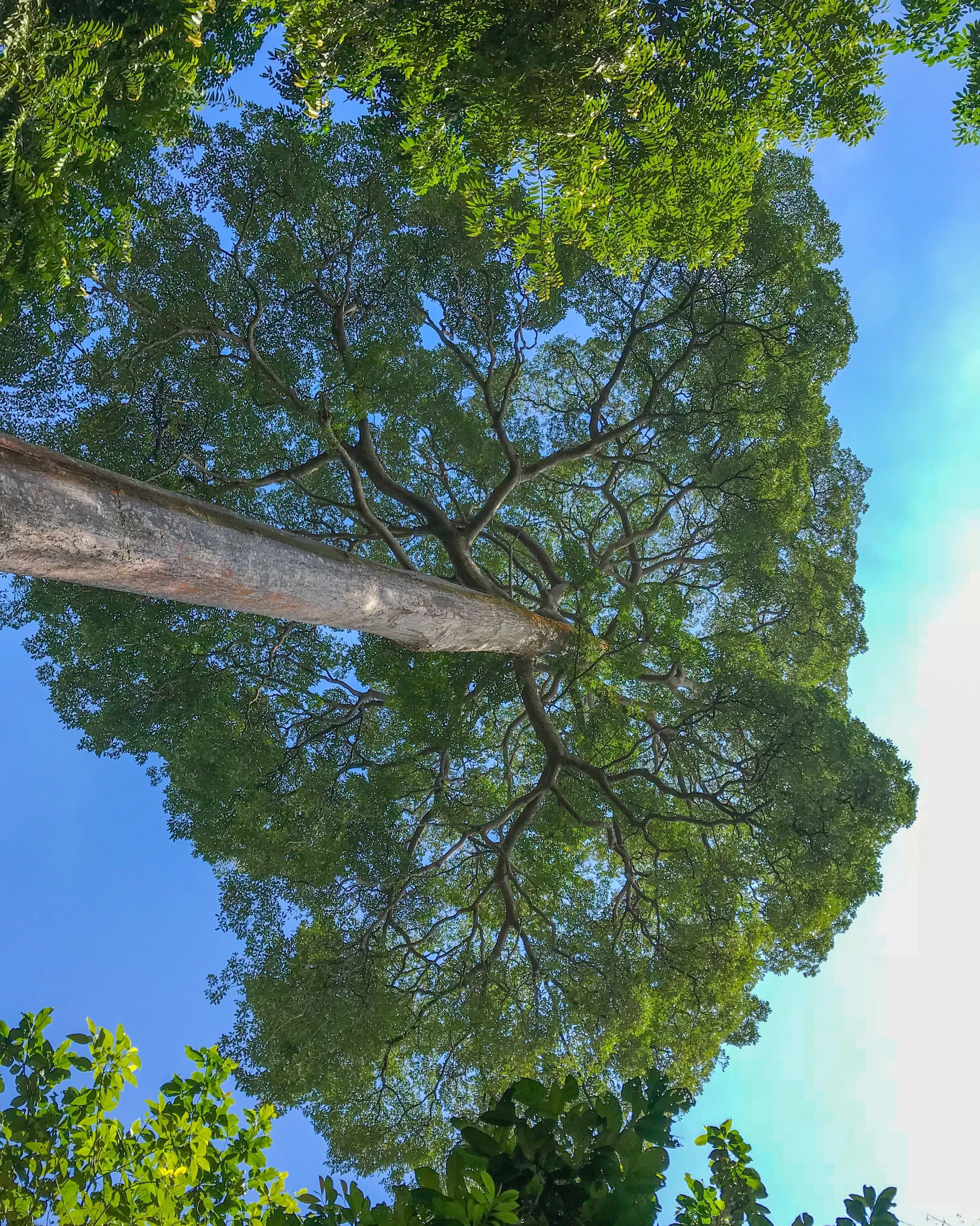 My favorite tree in Pulau Ubin