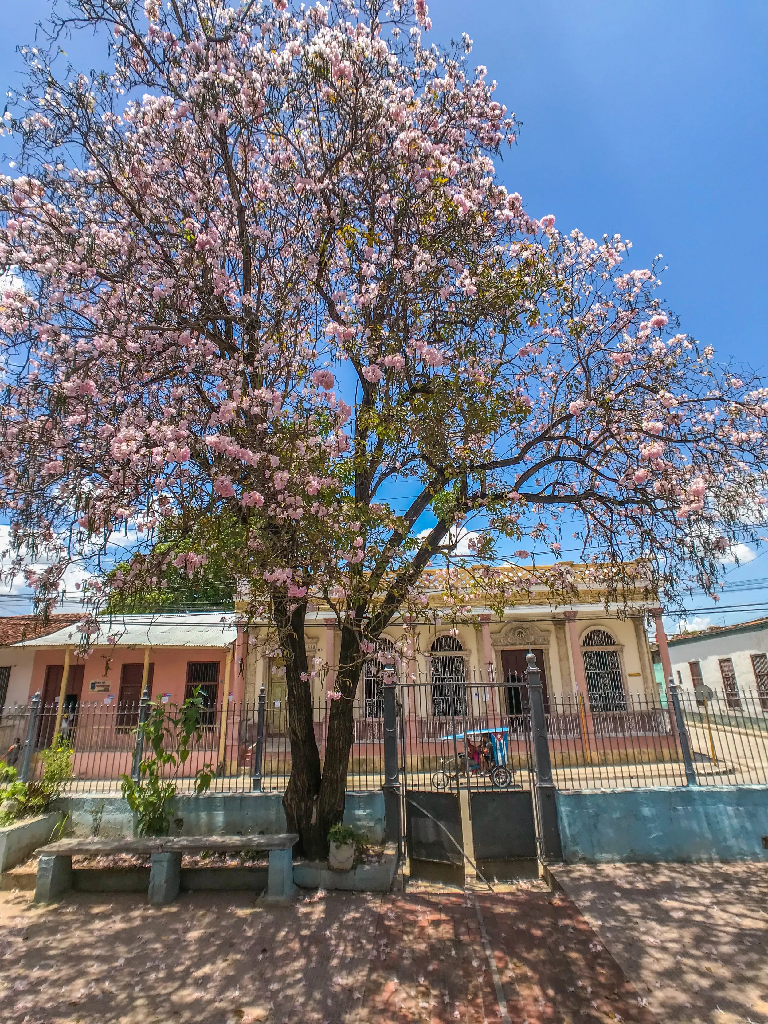 Springtime in Guantanamo