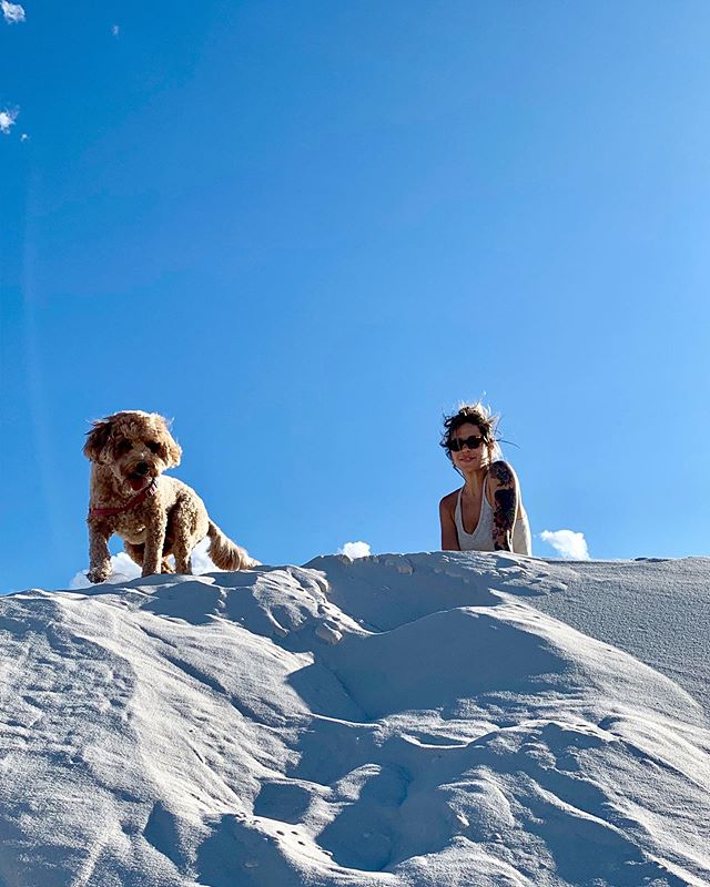 Adventures with Wiley at White Sands @erikrasmussen_atlarge #whitesandsnationalmonument #newmexico #goldendoodlesofinstagram