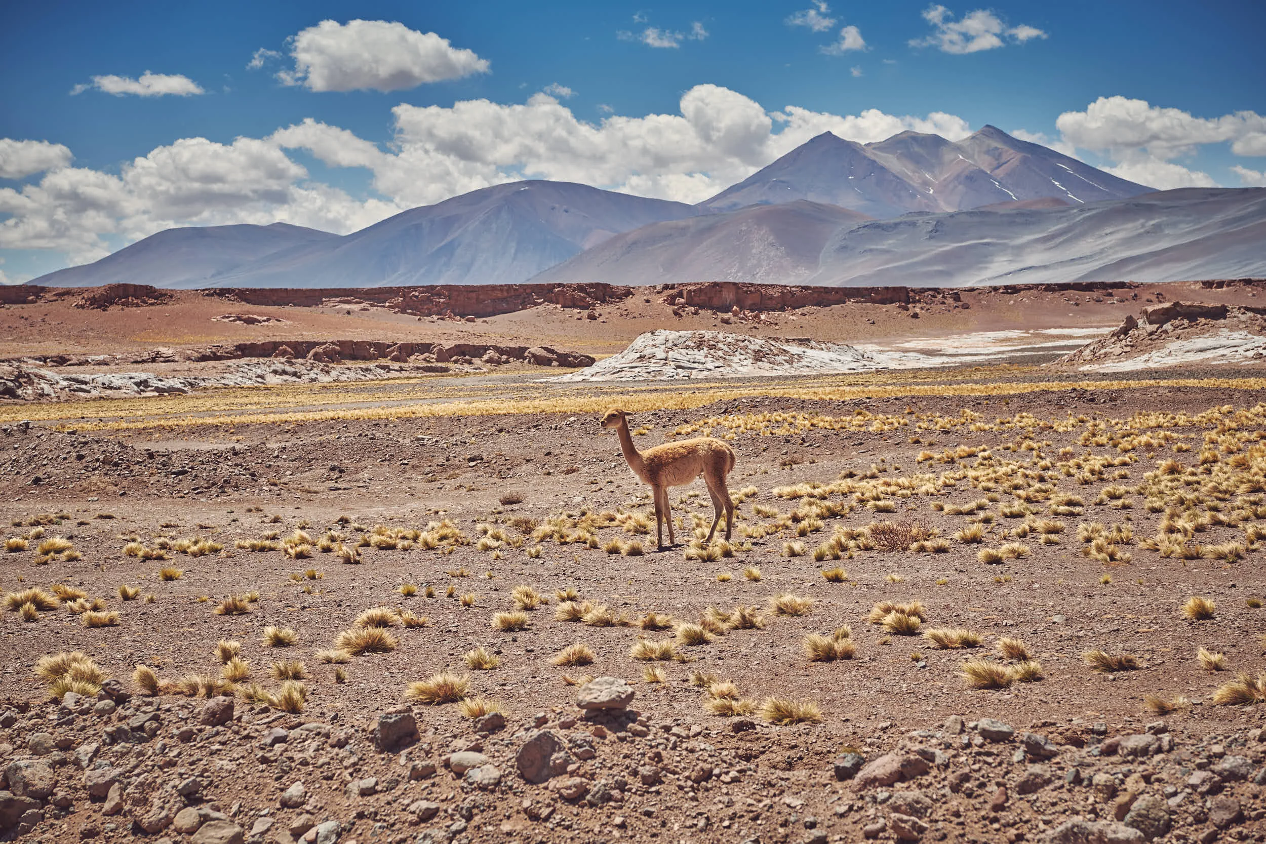 Avel_Chile_Photography_271.jpg
