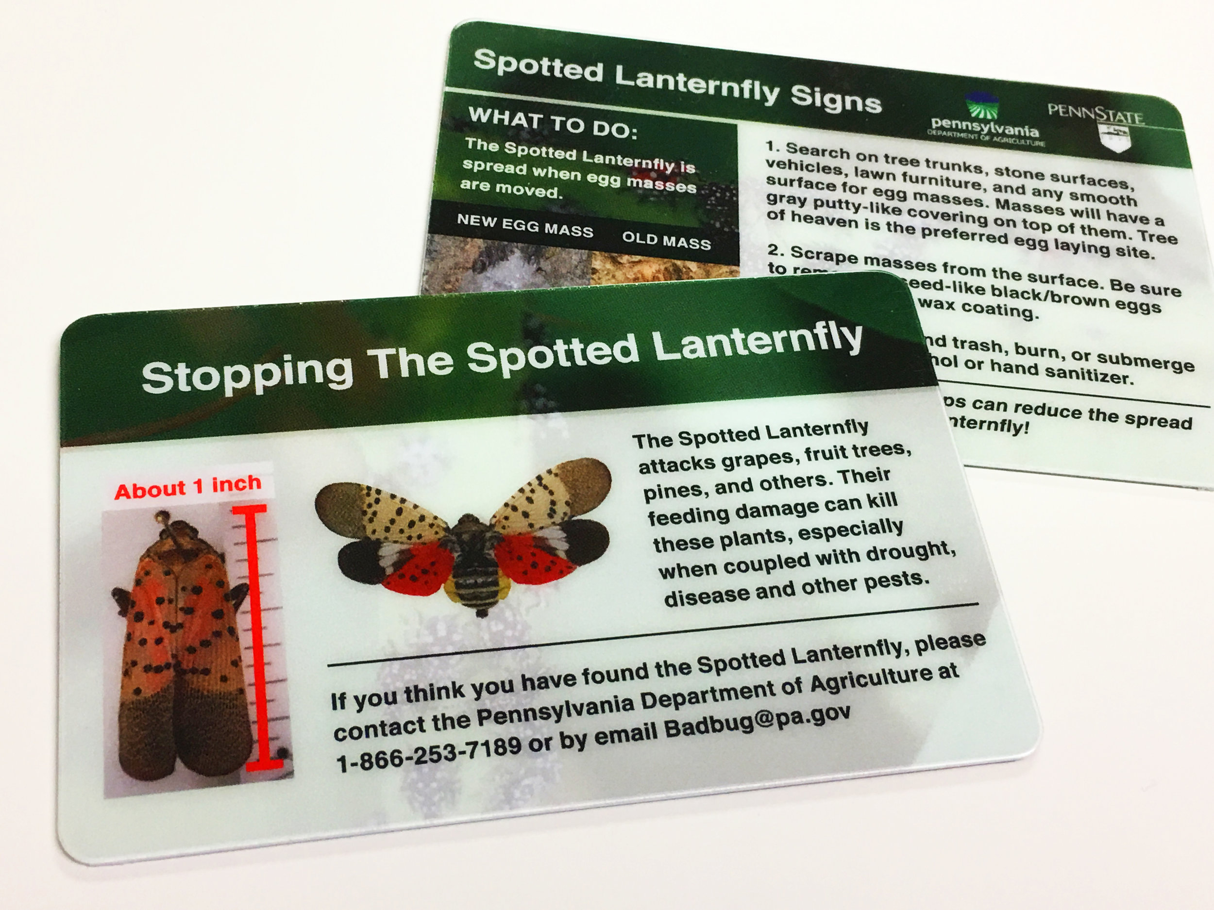 spotted_lanternfly_scraper_cards.jpg