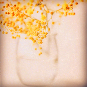 sweet mimosa by Ingrid Beddoes