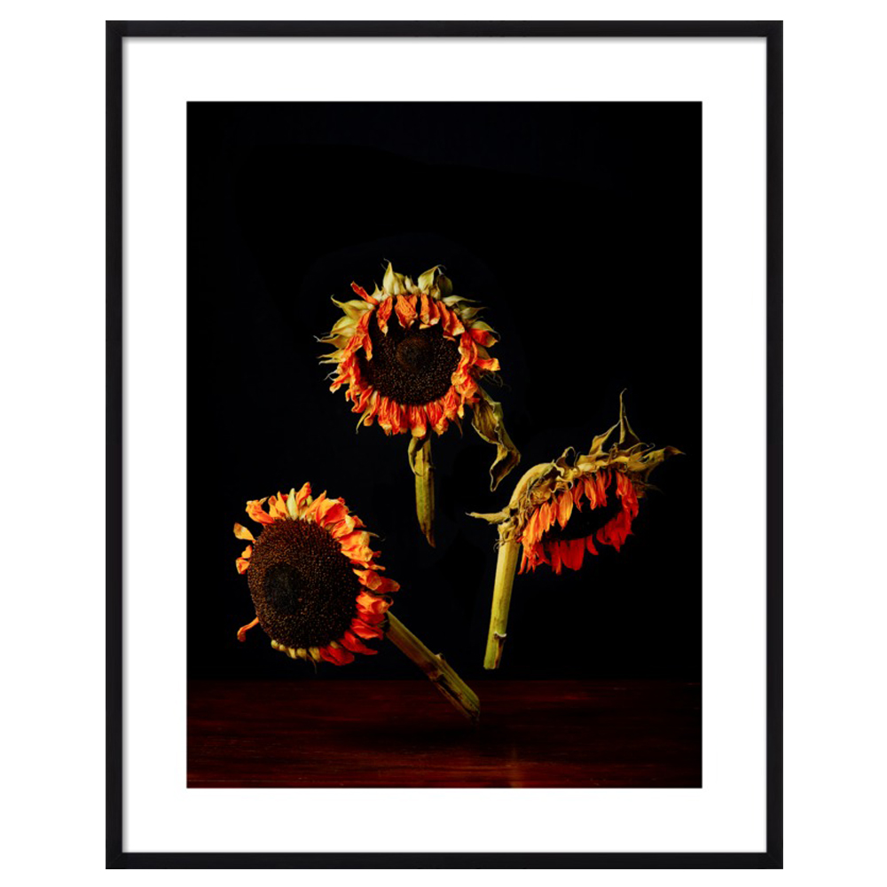 Sunflowers by Dustin Halleck