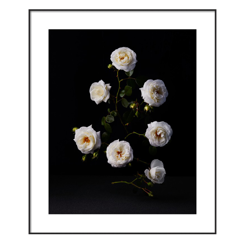 White Roses by Dustin Halleck