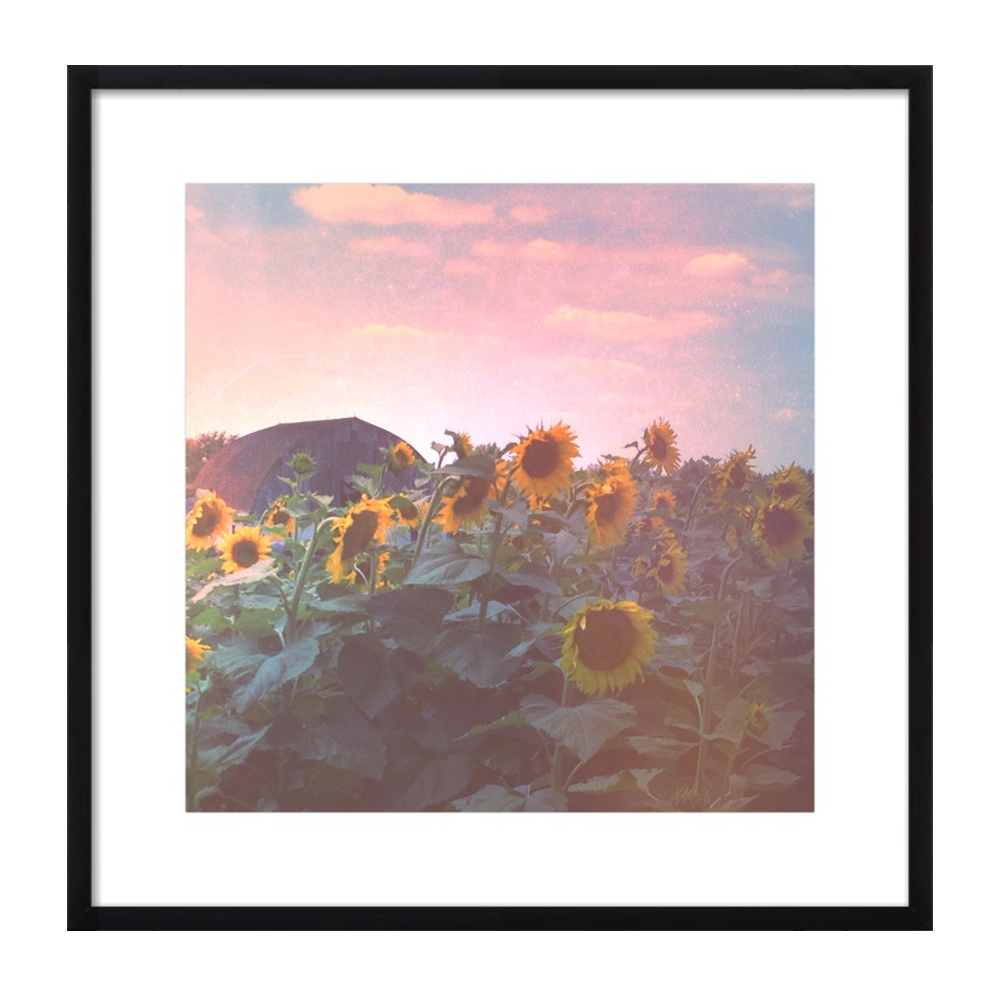 Evening Sunflower Field by Olivia Joy StClaire