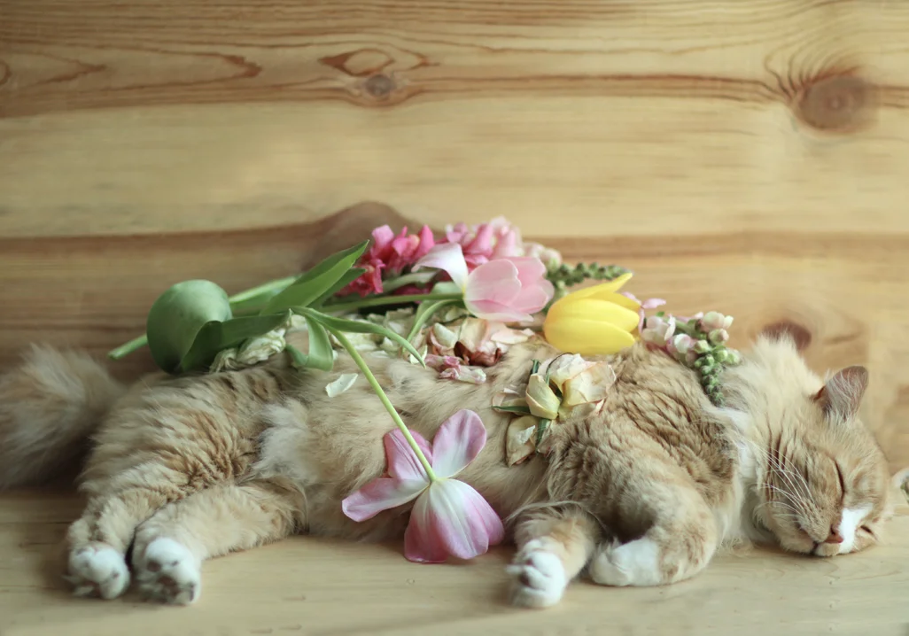 In the studio with Lucy's cat, Peewee