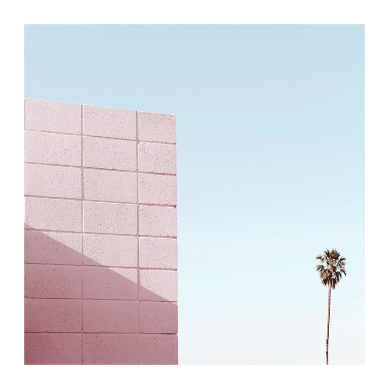 Pink Wall and Palm Tree in Palm Springs by Lucy Snowe